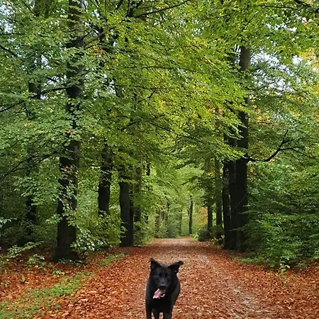 Nyaraló Luxe Vakantiebungalow Met Omheinde Tuin Voor Hond En *