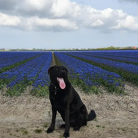 Luxe Vakantiebungalow Met Omheinde Tuin Voor Hond En Nyaraló *