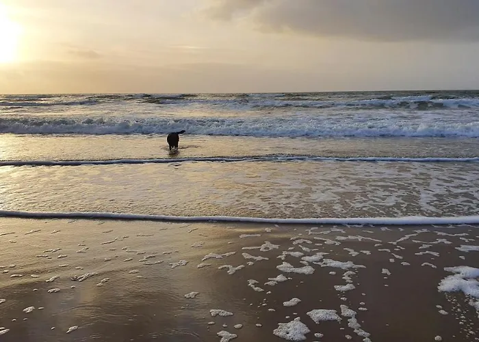 Luxe Vakantiebungalow Met Omheinde Tuin Voor Hond En Vakantiehuis
