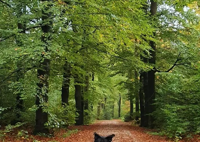 Vakantiehuis Luxe Vakantiebungalow Met Omheinde Tuin Voor Hond En *