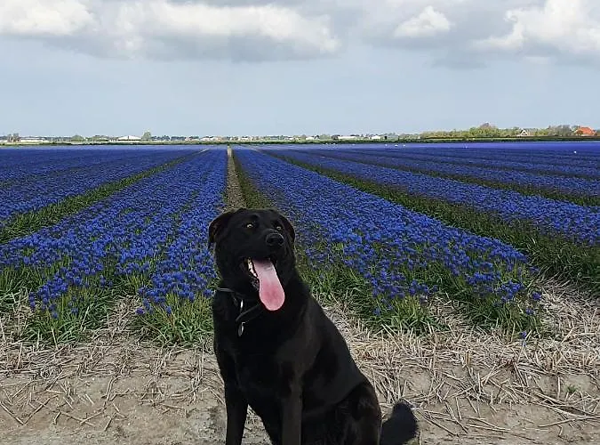 Luxe Vakantiebungalow Met Omheinde Tuin Voor Hond En Vakantiehuis *